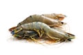 Raw tiger shrimps Royalty Free Stock Photo