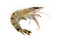 Raw tiger shrimps Royalty Free Stock Photo