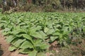 raw tobacco farm for making cigarette and harvest Royalty Free Stock Photo