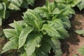 raw tobacco farm for making cigarette and harvest Royalty Free Stock Photo