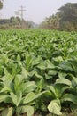 raw tobacco farm for making cigarette and harvest Royalty Free Stock Photo