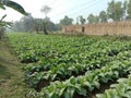 raw tobacco farm for making cigarette and harvest Royalty Free Stock Photo