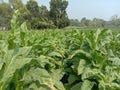 raw tobacco farm for making cigarette and harvest Royalty Free Stock Photo