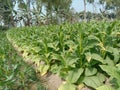 raw tobacco farm for making cigarette and harvest Royalty Free Stock Photo