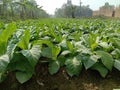 raw tobacco farm for making cigarette and harvest Royalty Free Stock Photo