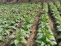 raw tobacco farm for making cigarette and harvest Royalty Free Stock Photo