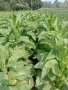 raw tobacco farm for making cigarette and harvest Royalty Free Stock Photo