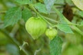 Raw tomatillo on the tree, also known as the Mexican husk tomato