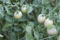 Raw tomatoes tree on nature background. Royalty Free Stock Photo