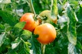 Raw tomatoes on the tree Royalty Free Stock Photo