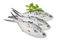 Raw Trevally Fish On White Royalty Free Stock Photo
