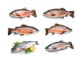 Raw trout isolated. Fresh cutthroat, steelhead fish, whole rainbow trout, trutta, fario Royalty Free Stock Photo