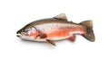 Raw trout isolated. Fresh cutthroat, steelhead fish, whole rainbow trout, trutta, fario