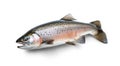 Raw trout isolated. Fresh cutthroat, steelhead fish, whole rainbow trout, trutta, fario