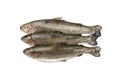 Raw Trout Isolated Royalty Free Stock Photo