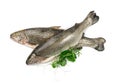 Raw Trout Isolated Royalty Free Stock Photo