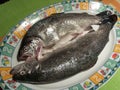 Raw trouts on a plate ready to cook