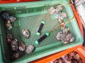 Raw turban shells prepare for sale in fresh seafood shop