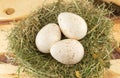 Raw turkey eggs in a nest Royalty Free Stock Photo