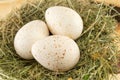 Raw turkey eggs in a nest Royalty Free Stock Photo