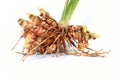 Raw turmeric plant with roots