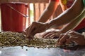 Raw uncooked coffee beans picked by mature female hands. Royalty Free Stock Photo