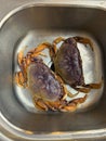 Raw uncooked Dungeness crabs in kitchen sink being prepared for a seafood meal Royalty Free Stock Photo