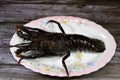 Raw uncooked fresh lobster, Lobsters are a family Nephropidae, Homaridae of marine crustaceans, with long bodies and muscular