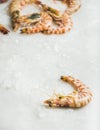 Raw uncooked tiger prawns on chipped ice, copy space Royalty Free Stock Photo