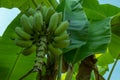 Raw unripe banana tree in the orchard with banana leaves background