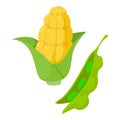 Raw vegetable icon isometric vector. Organic fresh cob corn and green pea pod