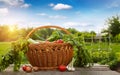 Raw vegetable in wicker basket Royalty Free Stock Photo