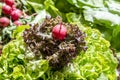 Raw Vegetables - Tomatoes, Radishes, Salad