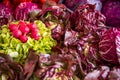 Raw Vegetables - Tomatoes, Radishes, Salad