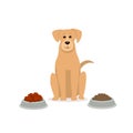 Raw vs kibble dog food graphic Royalty Free Stock Photo