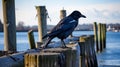 Raw Vulnerability: A Crow On An Old Pier