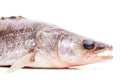 Raw walleye isolated from the side on white Royalty Free Stock Photo