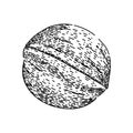 raw walnut sketch hand drawn vector