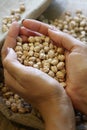 Raw white dried chickpeas in woman's hands