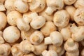 Raw white mushrooms (Agaricus bisporus) Royalty Free Stock Photo