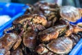 Raw whole crabs on ice. The market scene Royalty Free Stock Photo