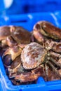 Raw whole crabs on ice. The market scene Royalty Free Stock Photo
