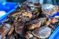 Raw whole crabs on ice. The market scene Royalty Free Stock Photo