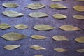 Cinnamomum tamala leaf