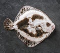 Raw whole flounder fish - back view, on dark stone background. Flat lay, top view