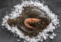 Raw whole flounder fish with shrimps on ice over dark stone background. Creative layout made of fish, top view