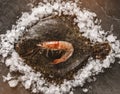 Raw whole flounder fish with shrimps on ice over dark stone background. Creative layout made of fish, top view Royalty Free Stock Photo