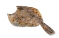 Raw whole flounder flatfish fish Isolated on white background, top view.