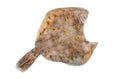 Raw whole flounder flatfish fish Isolated on white background, top view.