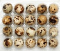 Raw whole quail eggs in a plastic tray, top view Royalty Free Stock Photo
